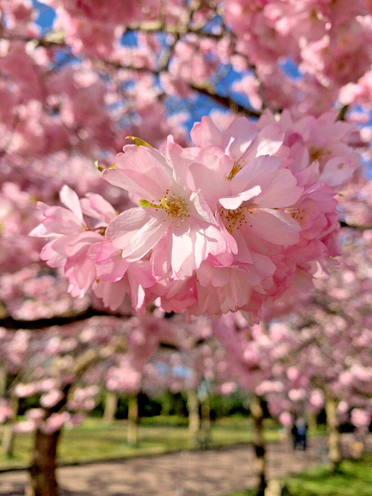 Japanese Cherry Tree PB | Premium Seeds | Prunus serrulata ‘Fall’ | Plants’®