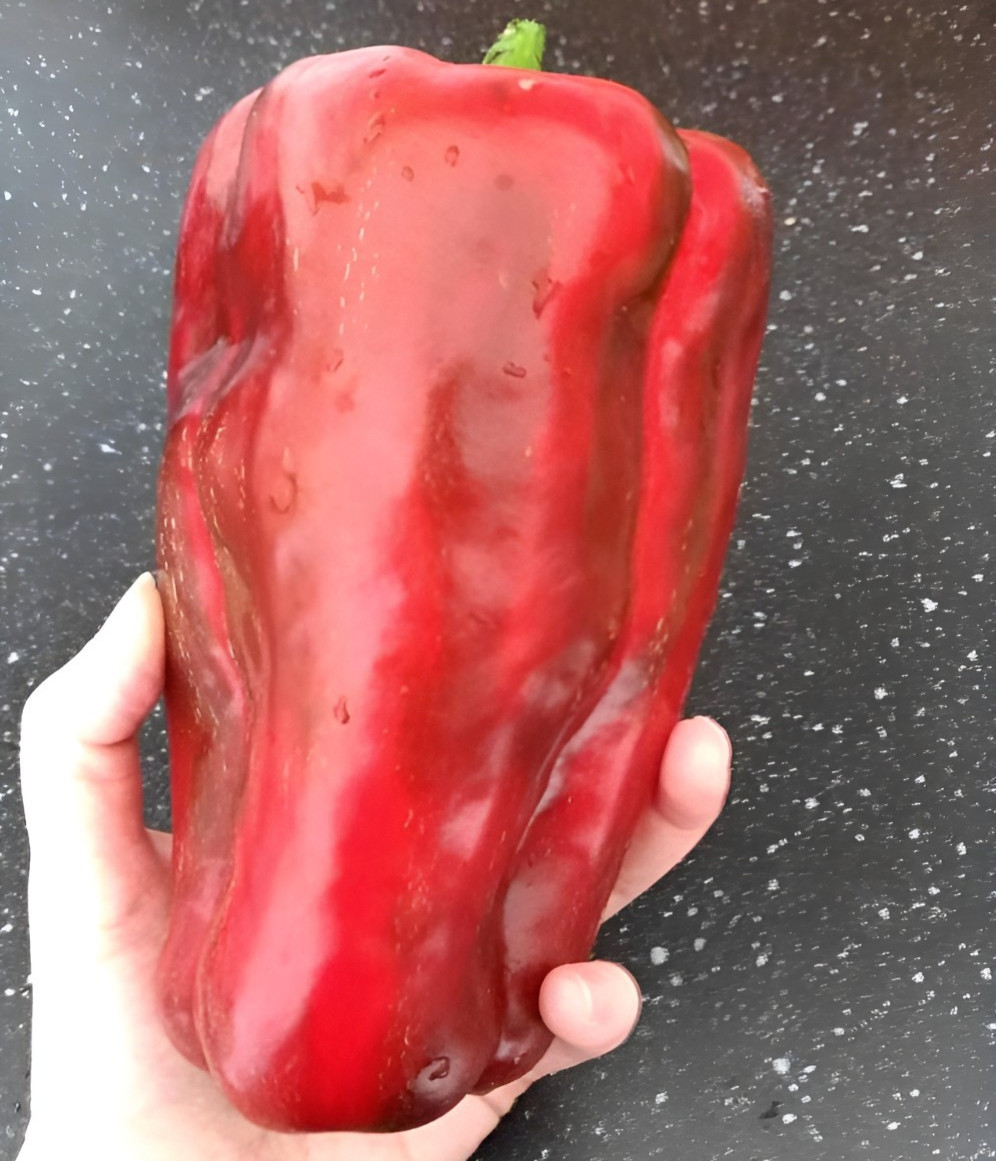 75 Gigantic Chinese Bell Pepper – HUGE 5-6 Inch 1/2LB Very Sweet Heirloom Pepper
