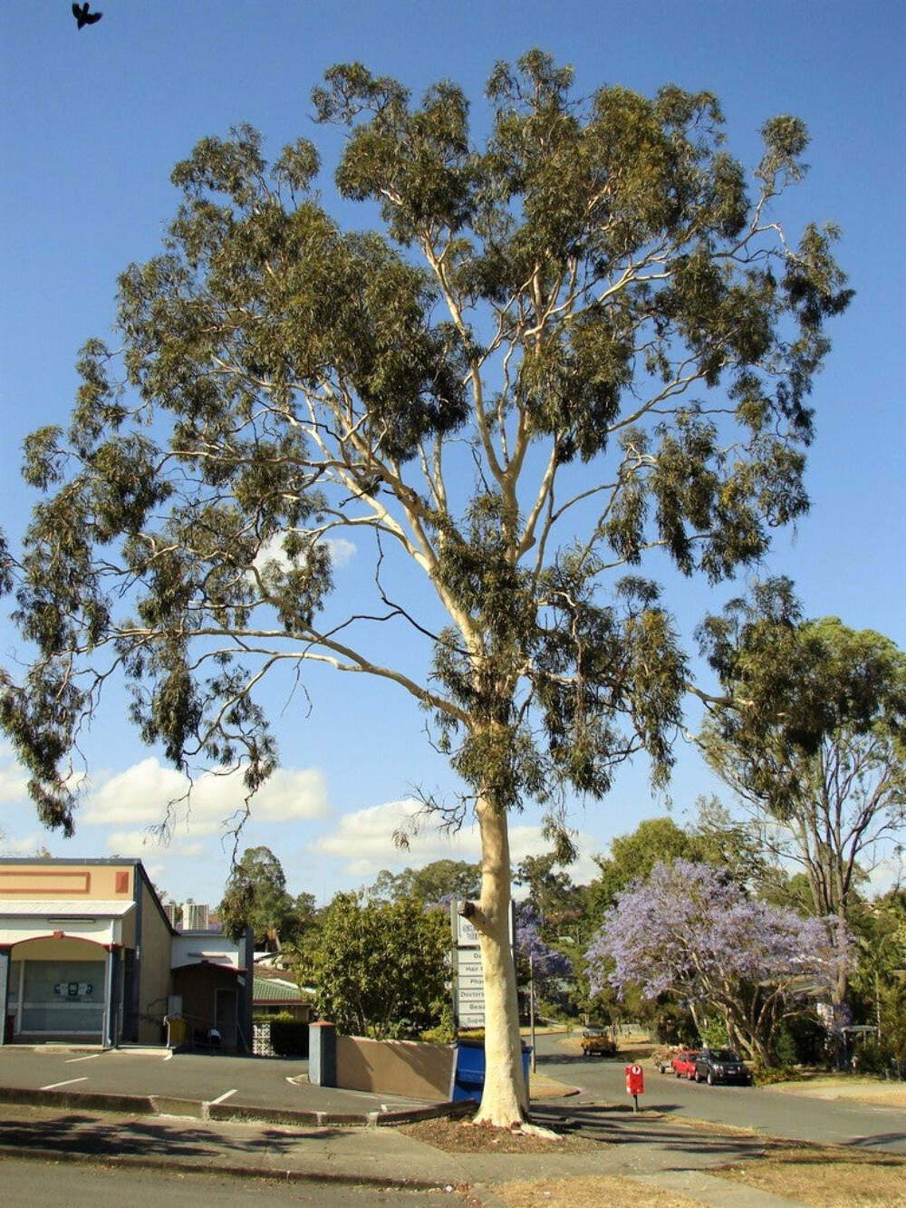 50 LEMON SCENTED EUCALYPTUS Citriodora Tree Lemon Bush Spotted Gum Flower Seeds