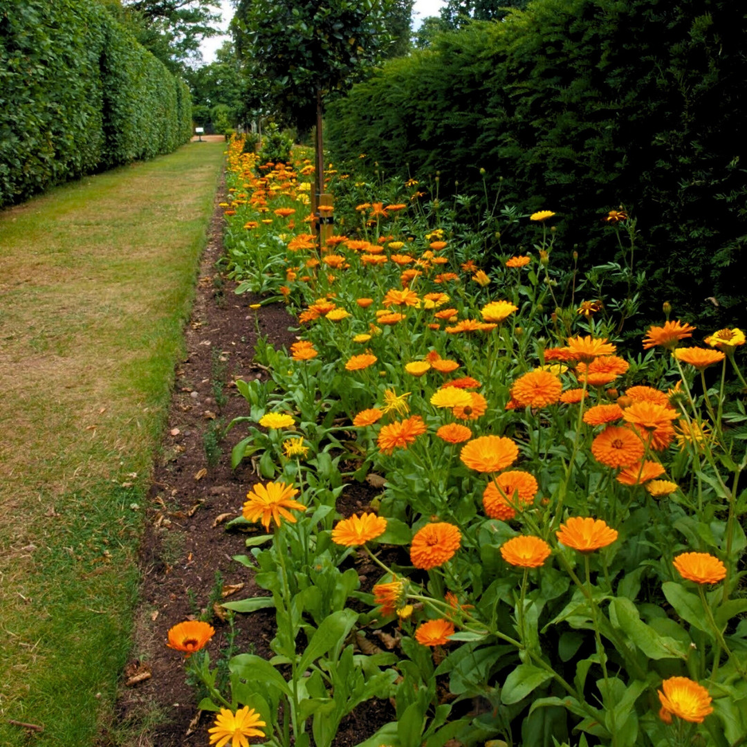 Fresh Premium Pacific Beauty Calendula Seeds | Heirloom Non-GMO | Flower Seeds
