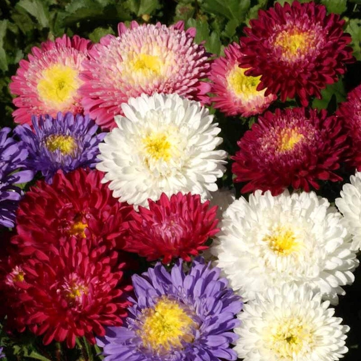 500 Powder Puff Mixed China Aster Wildflower Seeds – Everwilde Farms Mylar