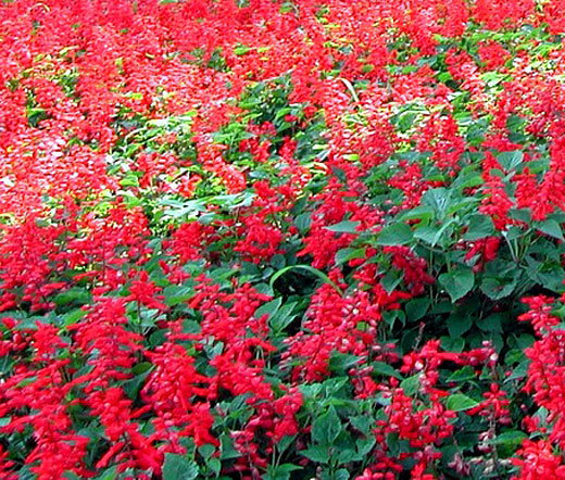SAGE SCARLET Salvia Coccinea – 5,000 Bulk Seeds