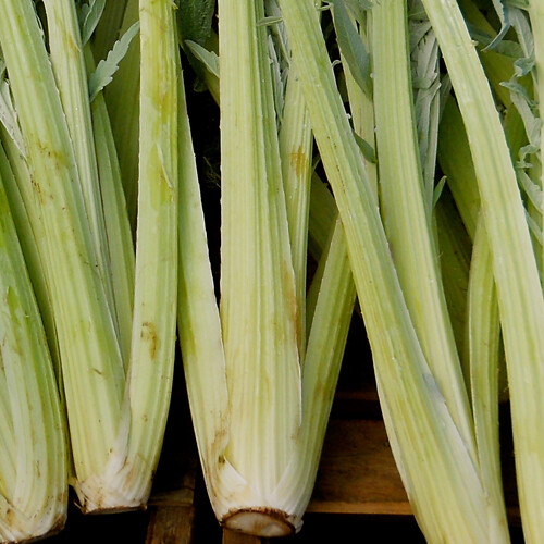 Bianco Avorio Cardoon Seeds | Non-GMO | Herb Seeds | Seed Store | 1166