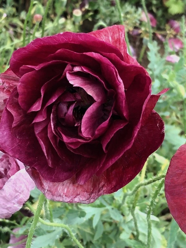 50+ Pandora Poppy seeds
