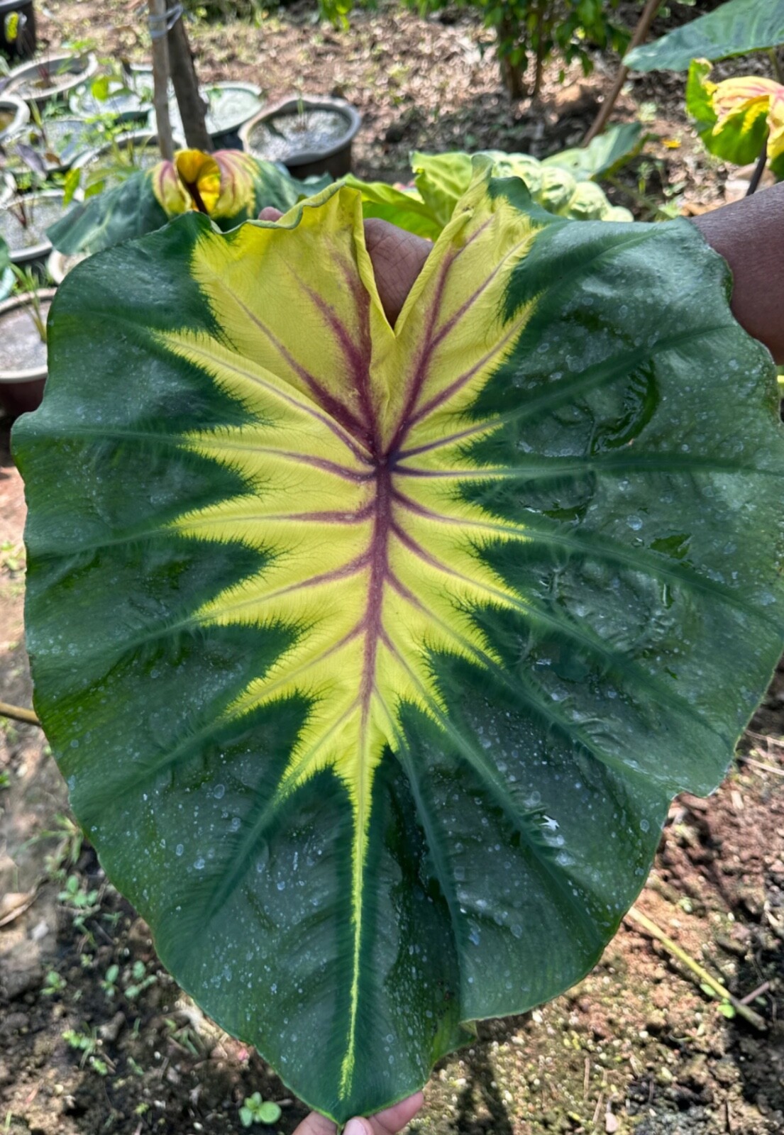 AUTHENTIC Colocasia King of Diamond 1 bulbs