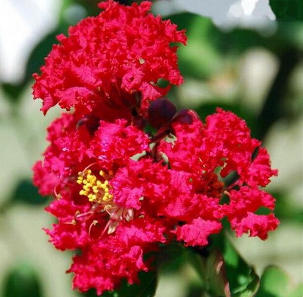 25pc CRAPE/CREPE MYRTLE SEEDS Garden Plant Flower Bloom USA seller FREE shipping