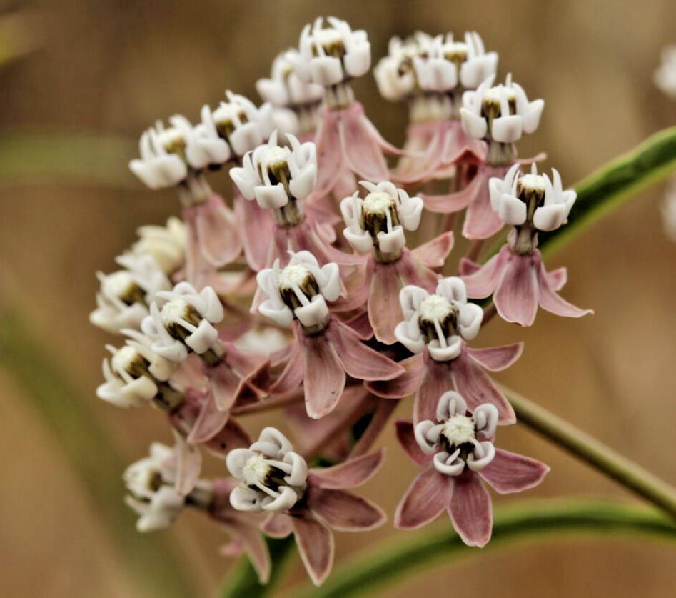 200 NARROWLEAF MILKWEED Seeds (Asclepias fascicularis) Perennial Butterfly Plant
