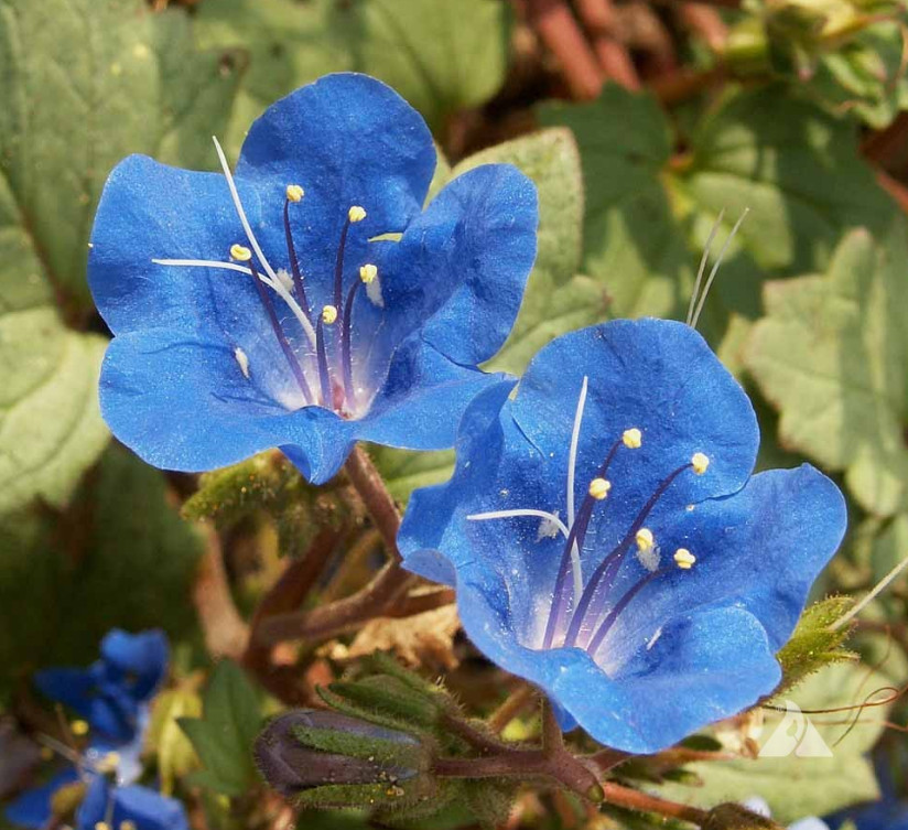 Landscaper’s DRY AREA BLEND Wildflower Mix w/Perennials Non-GMO 5000 Seeds!