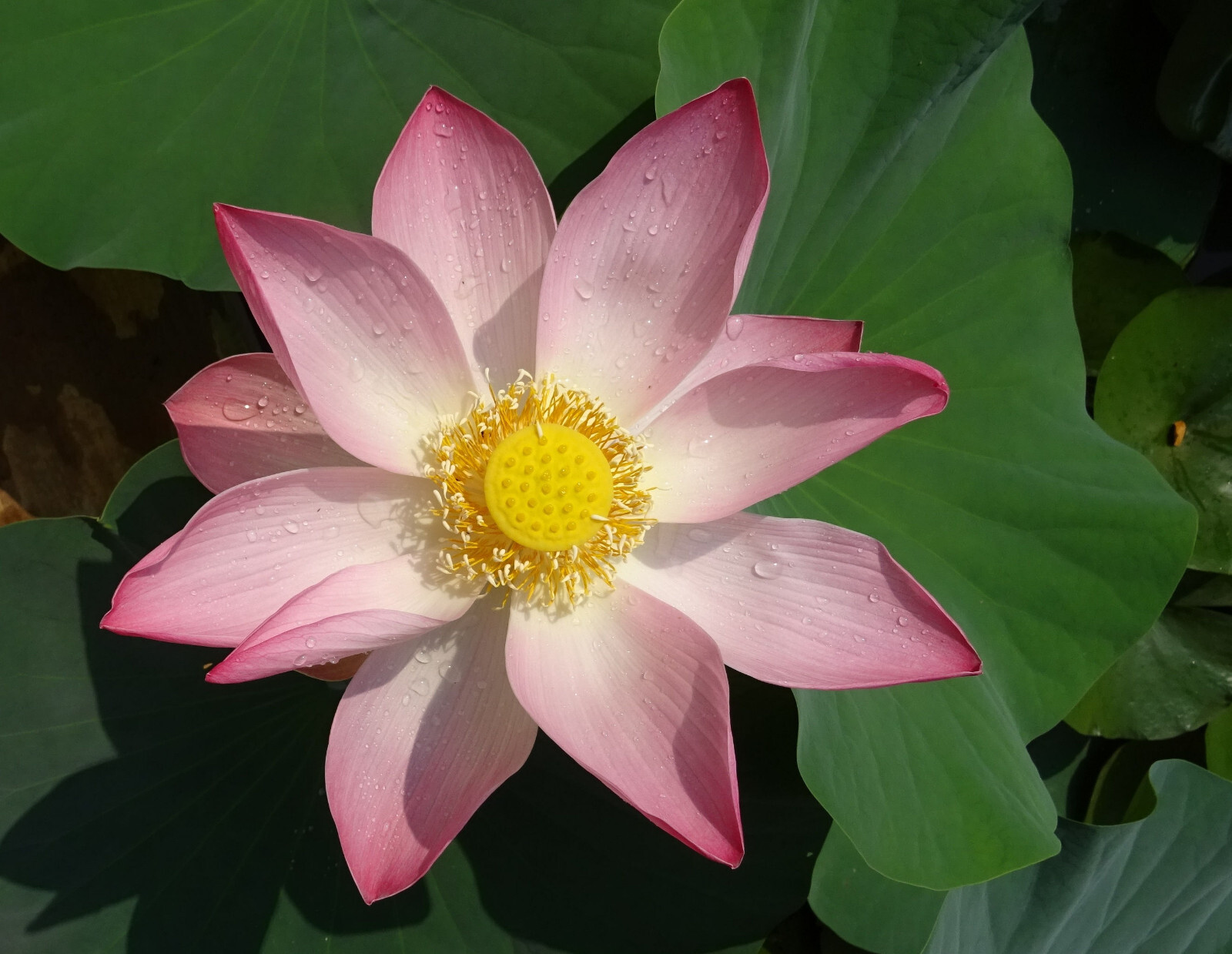 Nelumbo – 5 Wild Indian Lotus Seeds- Water Plant Seeds