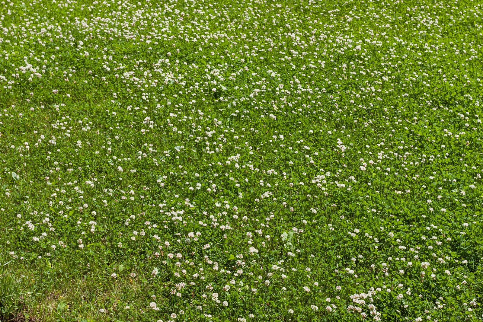 2000 MICROCLOVER Dwarf Miniature Trifolium Repens White Flower Clover Lawn Seeds