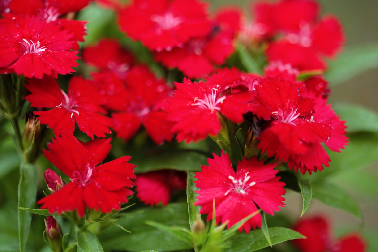100 RED CARDINAL DIANTHUS Caryophyllaceae Flower Seeds *Flat S/H