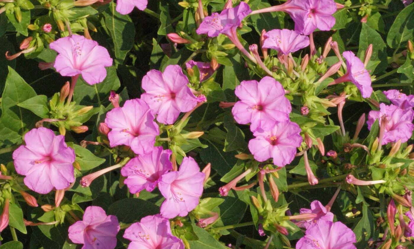 100 Pink Four O’Clock Flower Seeds Mirabilis jalapa