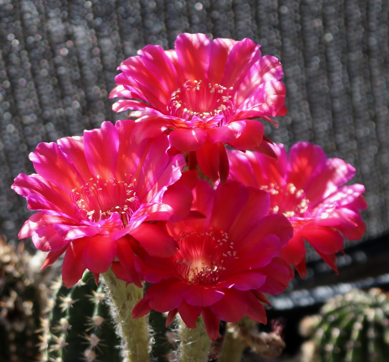 Echinopsis hybrid ‘Atomic’