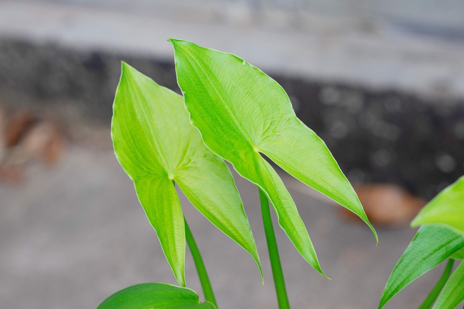 500 White Broadleaf ARROWHEAD Sagittaria Latifolia POND WETLAND Flower Seeds
