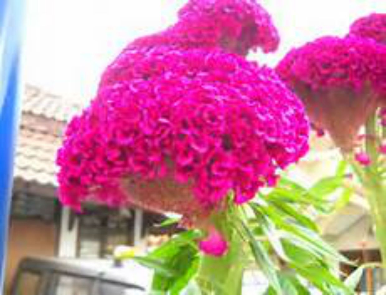 HUGE Brain Celosia CRAZY MIXED COLORS 100 Seeds Comb. S/H OLD AMISH PLANT