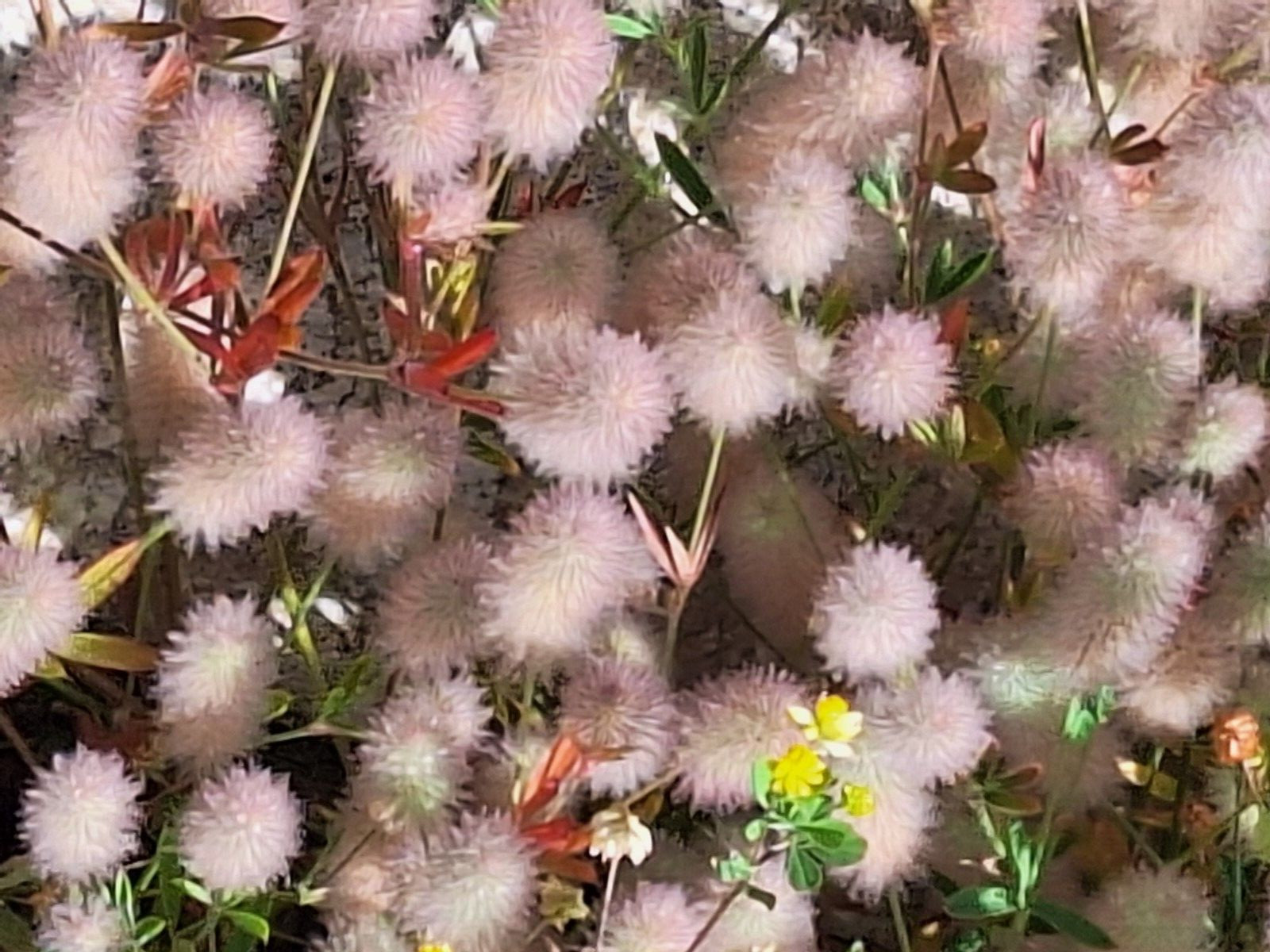 RABBIT’S FOOT CLOVER 200 SEEDS, TRIFOLIUM ARVENSE, FUZZY BUNNIES, EZ TO GROW