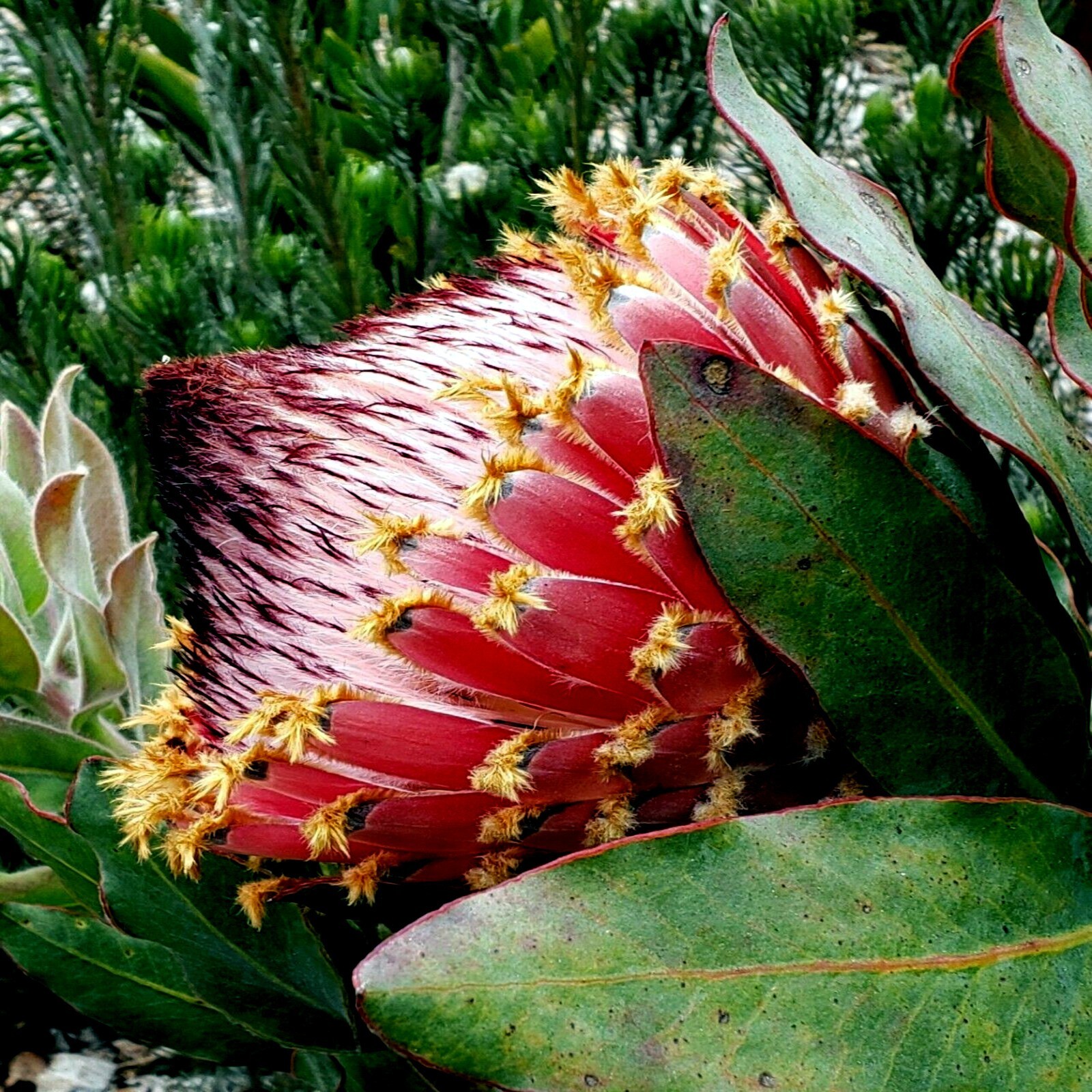 10 Queen (Protea magnifica) Seeds Rare South African “Woolly Beard” Flower