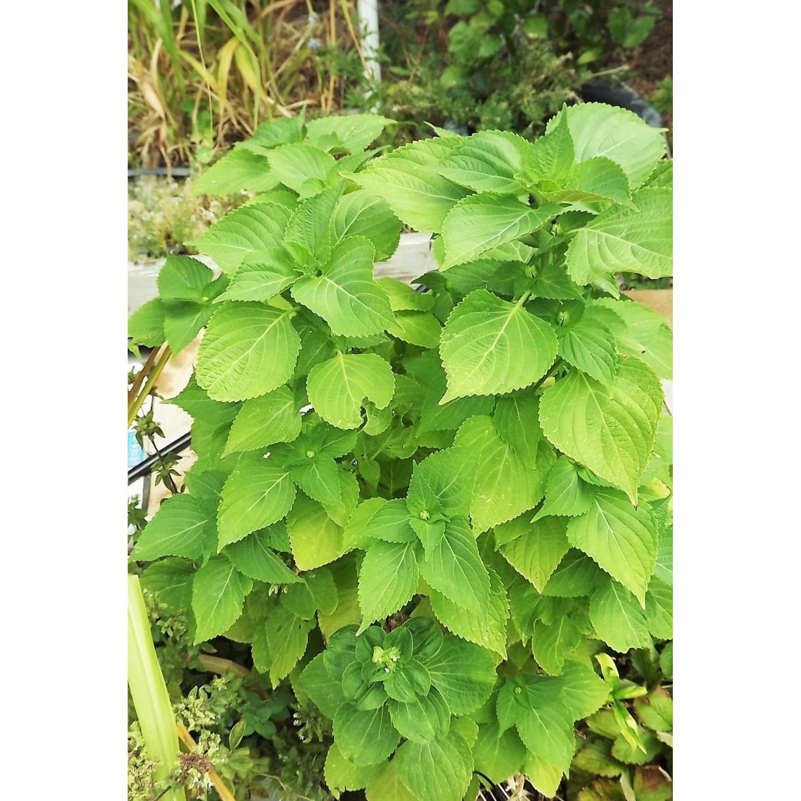 150 Green Shiso Seeds, Perilla, Beefsteak Plant * organically grown FREE S/H