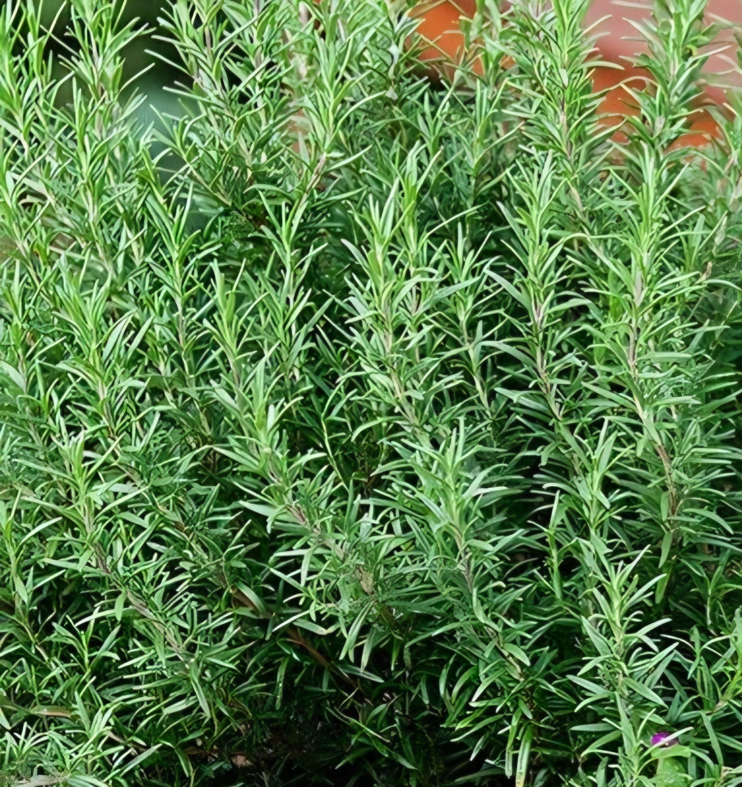 Rosemary SEEDS (rosmarinus officinalus)