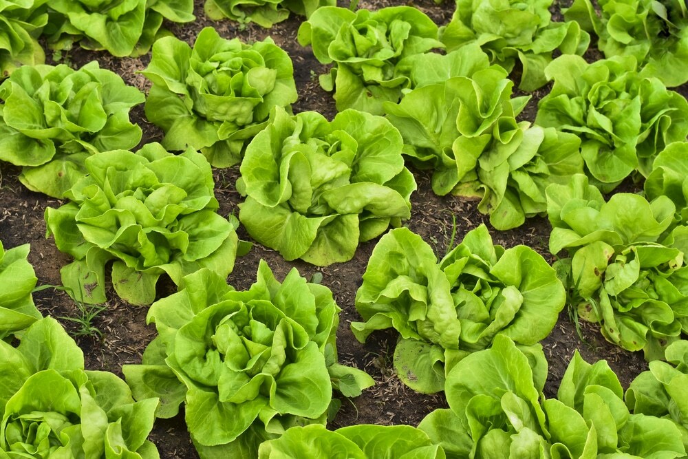 800+ BUTTER CRUNCH / BUTTERHEAD LETTUCE SEEDS FRESH HARVEST FOR GARDENS
