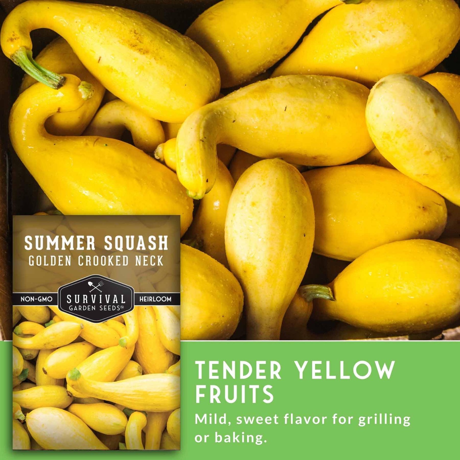 Heirloom Crookneck Squash Seeds NonGMO, FastGrowing, HighYield 5 Packs
