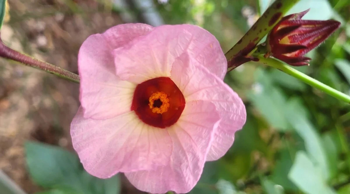 50+ Roselle Hibiscus Seeds – Tart Edible Calyxes & Stunning Red Blooms