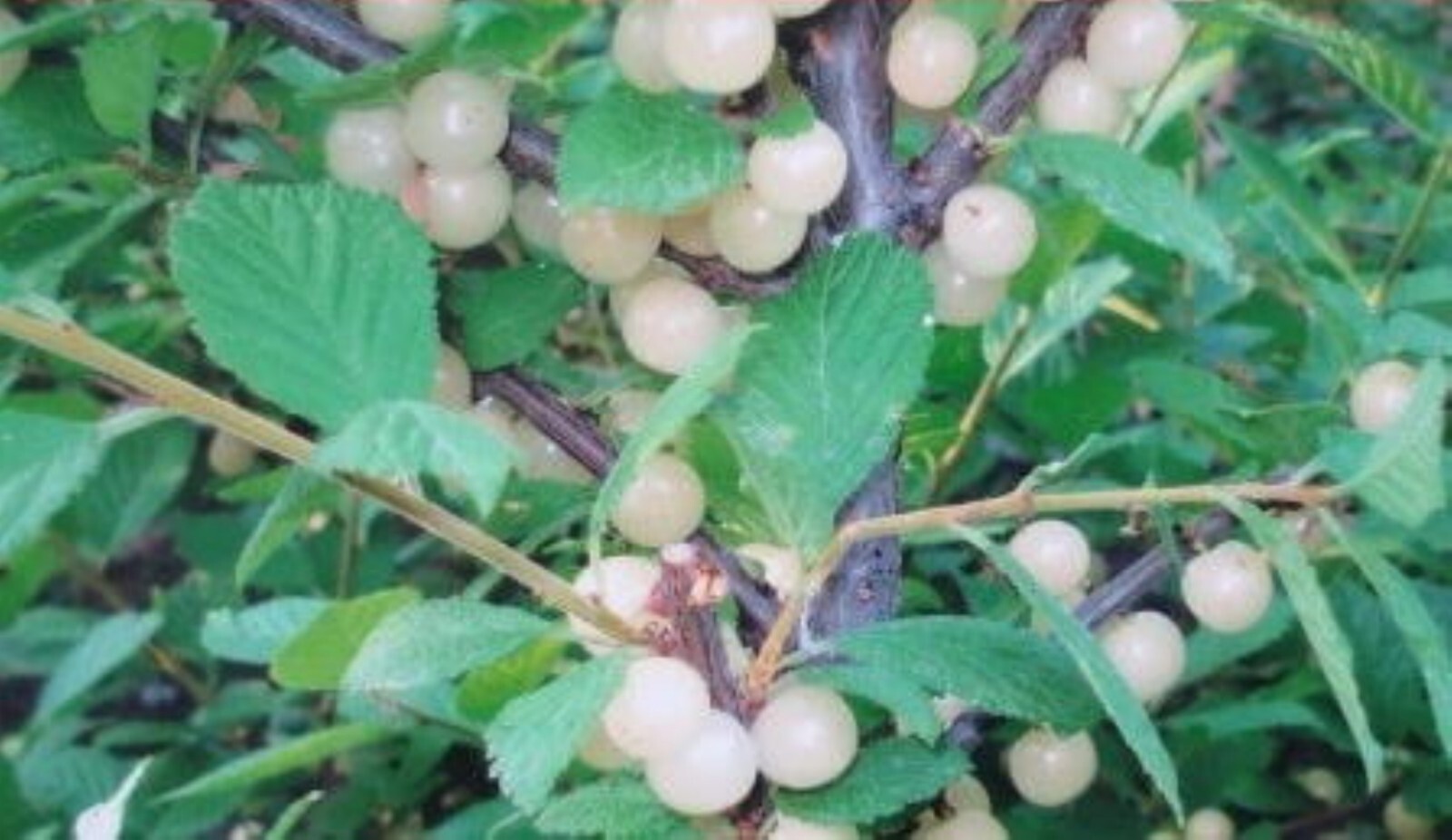 12-18” tall Ian – Nanking White Cherry 2 year old plant