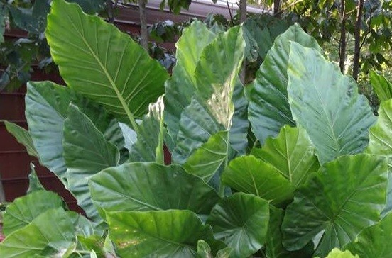 20+ small Alocasia macrorrhizos Upright bulbs -PRICE REDUCED (Lot #21)
