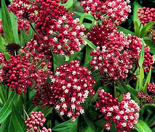 BUTTERFLY WEED ROSE Asclepias Incarnata – 100 Bulk Seeds