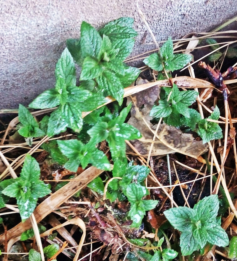 Peppermint Seeds Box Garden Seeds LLC GMO-Free Heirloom Herbal USA Grown