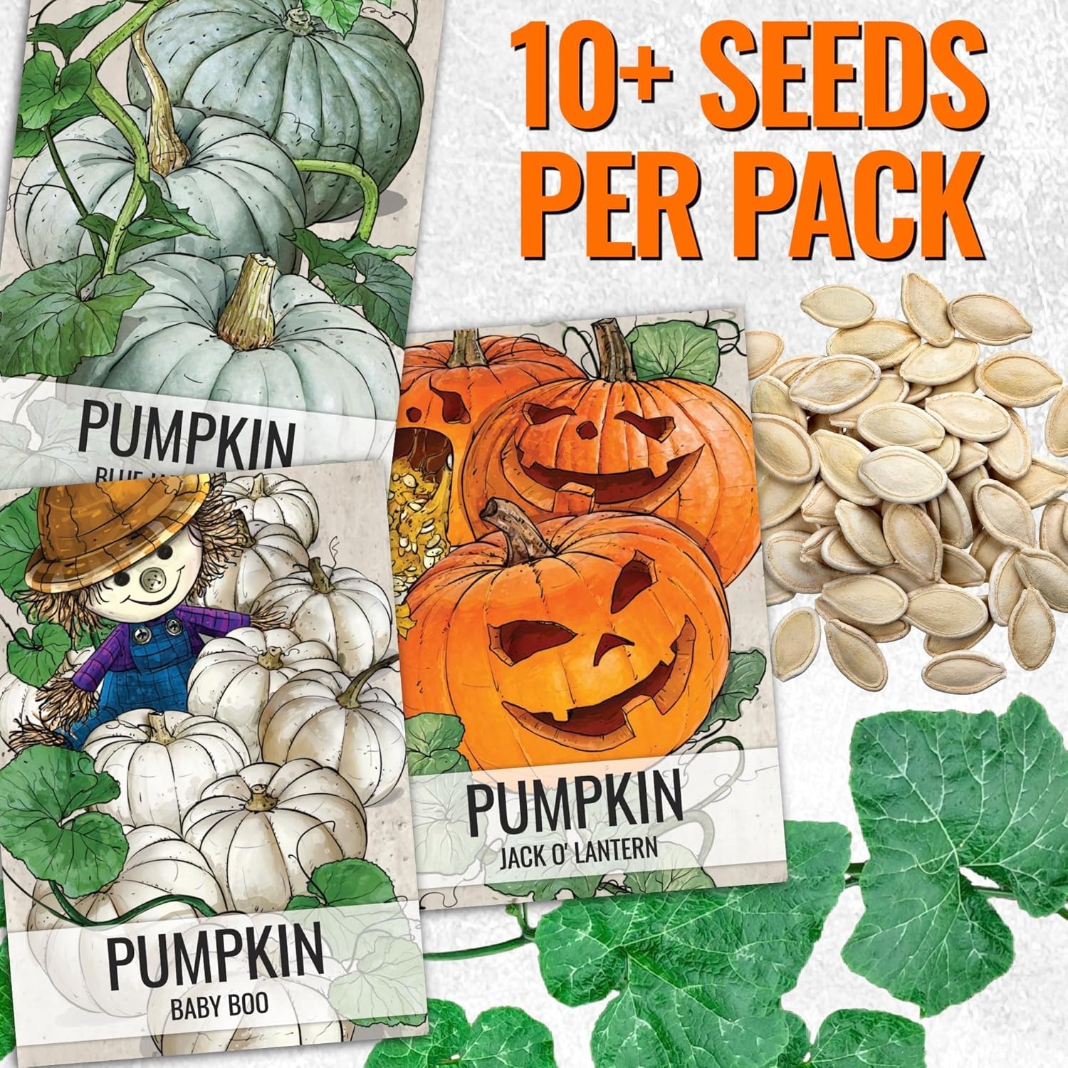 Seed Needs Pumpkin Seeds – Collection of 6 Individual Varieties