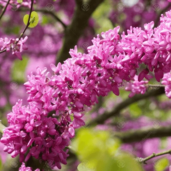 Judas Tree Seeds (Cercis Siliquastrum) Mediterranean Redbud Flowers (15 Seeds)