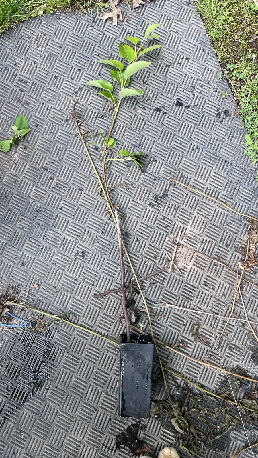 18-26” tall Grafted Luscious pear potted 1-2 years old