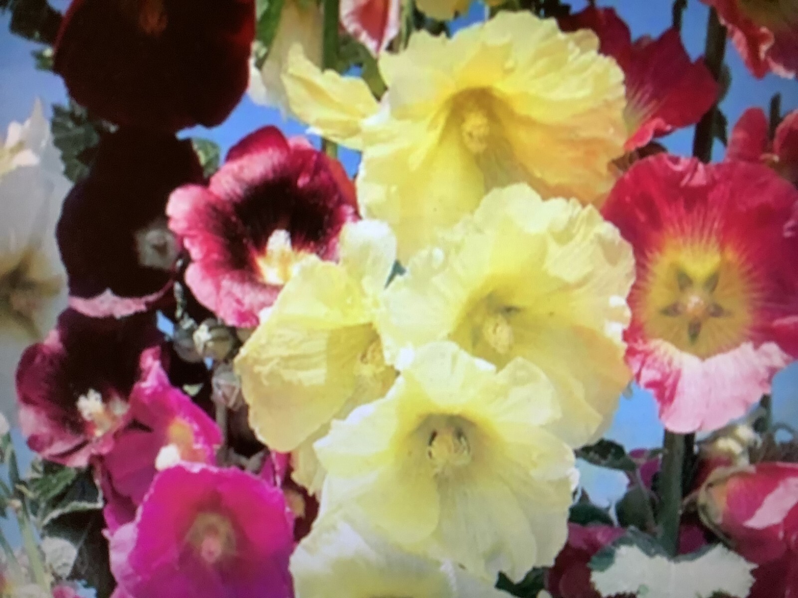 FRESH Hollyhock Mix Seeds 50+ ct seeds all colors in assortment