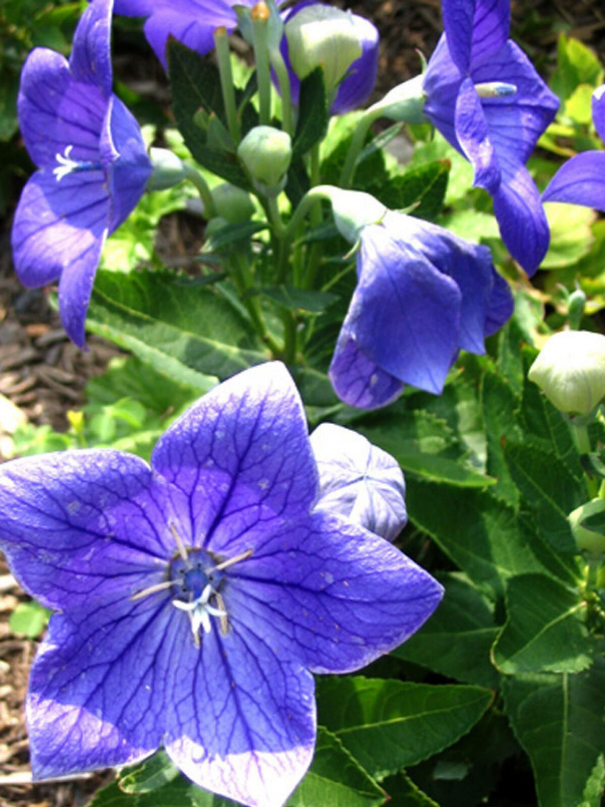 BALLOON FLOWER (Platycodon Grandiflorus) – 200+ MIXED COLOR SEEDS – LOOK!