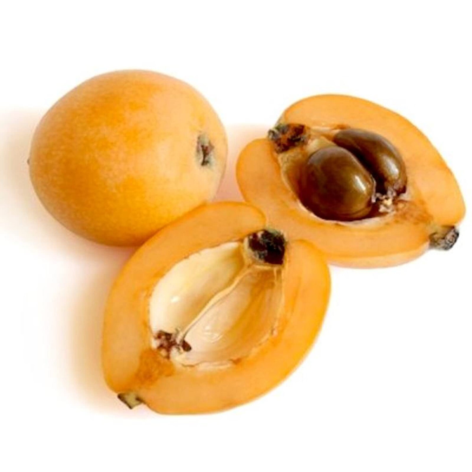 2(Two) Seedling of “JAPANESE LOQUAT” about 5-10″ tall