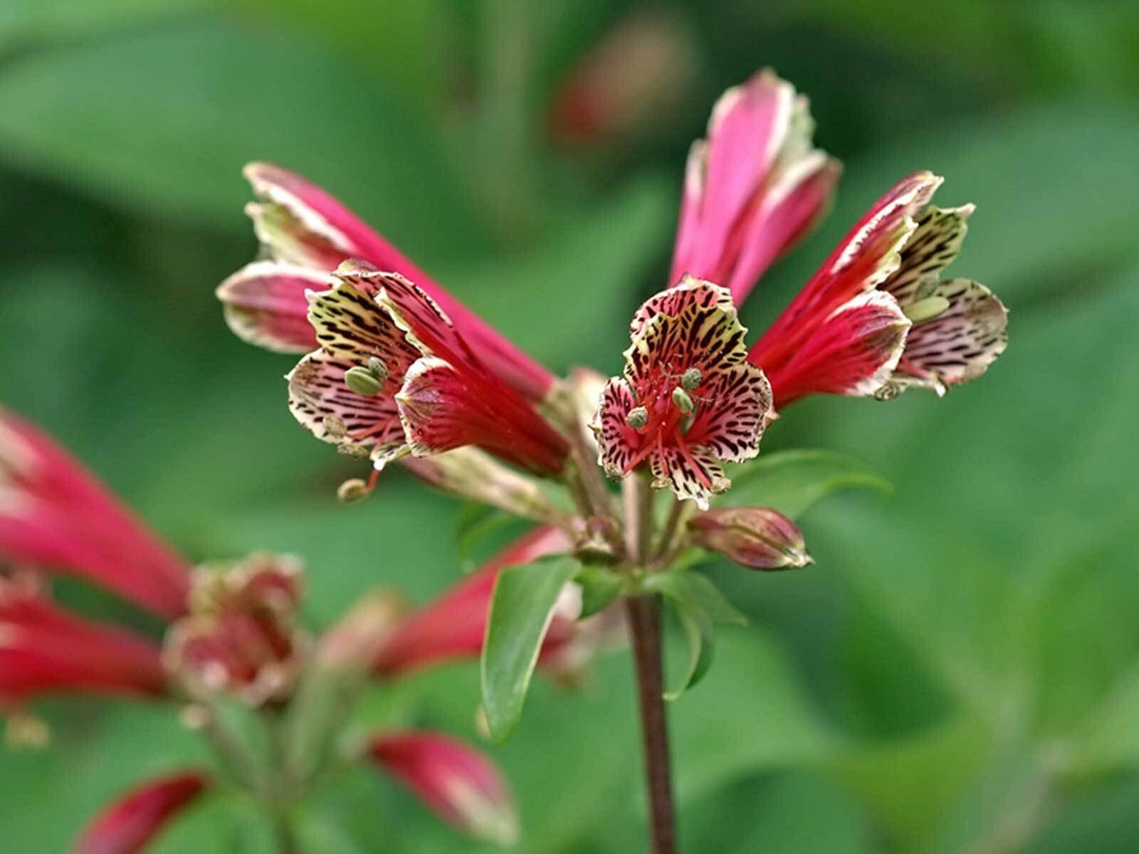 Alstroemeria psittacina | Peruvian lily | Parrot flower | 10_Seeds