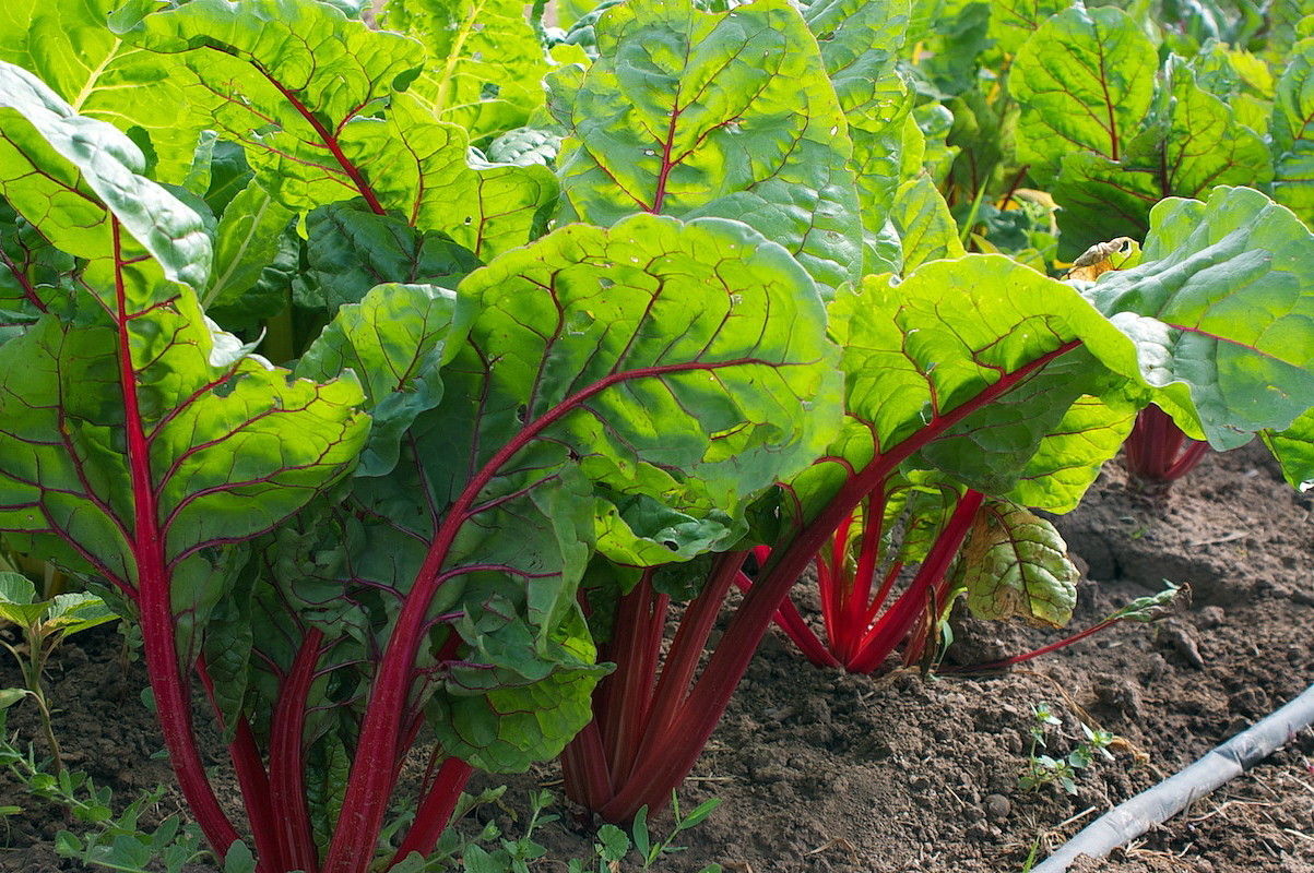 Ruby Red Swiss Chard Seeds, NON-GMO, Salad Greens, Colorful Heirloom, FREE SHIP