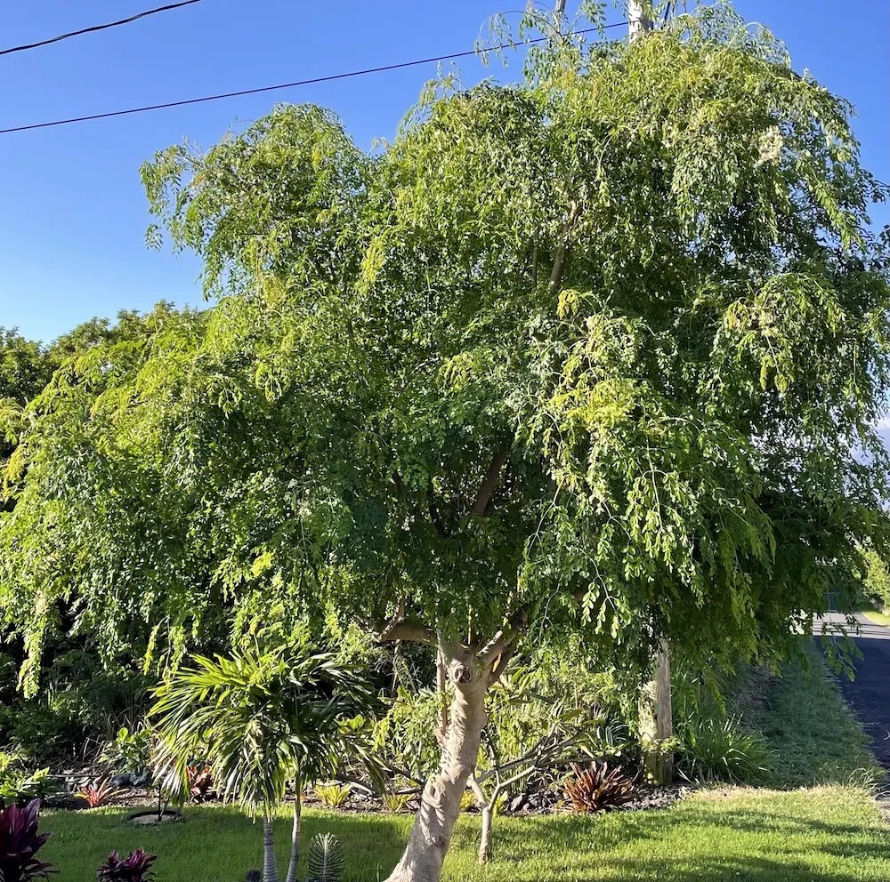 20 FRESH Moringa Oleifera Tree Seeds for Planting Organic NON-GMO Fast Growing