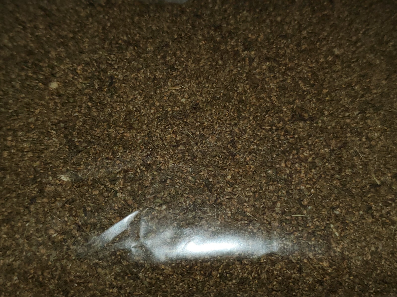 Artemisia annua sweet wormwood TEA (7 Grams)