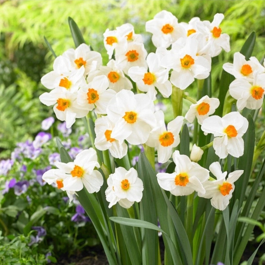 Easy to Grow Narcissus Daffodil Geranium 10 Bulbs, Spring Flower Zones 4-8