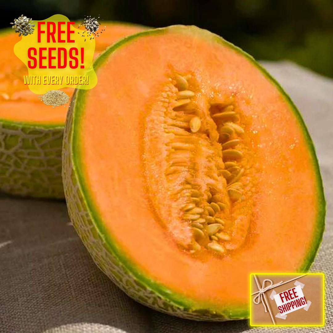Fresh Delicious 51 Cantaloupe Seeds | Heirloom Non-GMO | Fruit Seeds