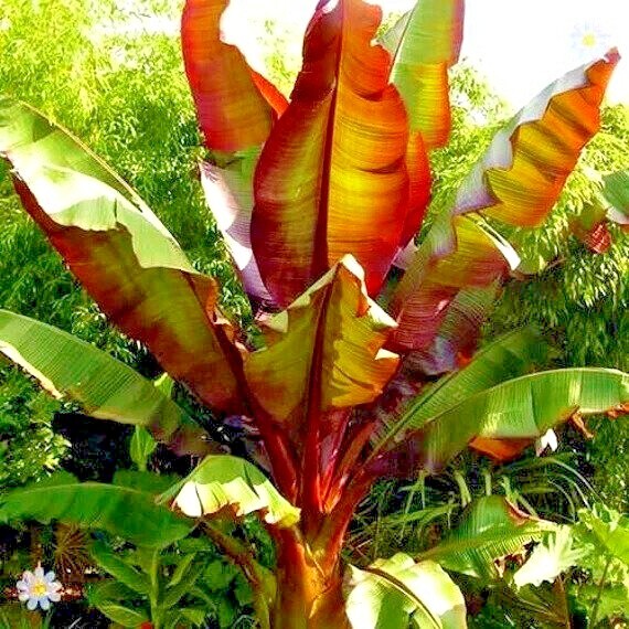 5 Red Abyssinian (Musa Ensete ventricosum) False Banana Plant Tree Seeds RARE