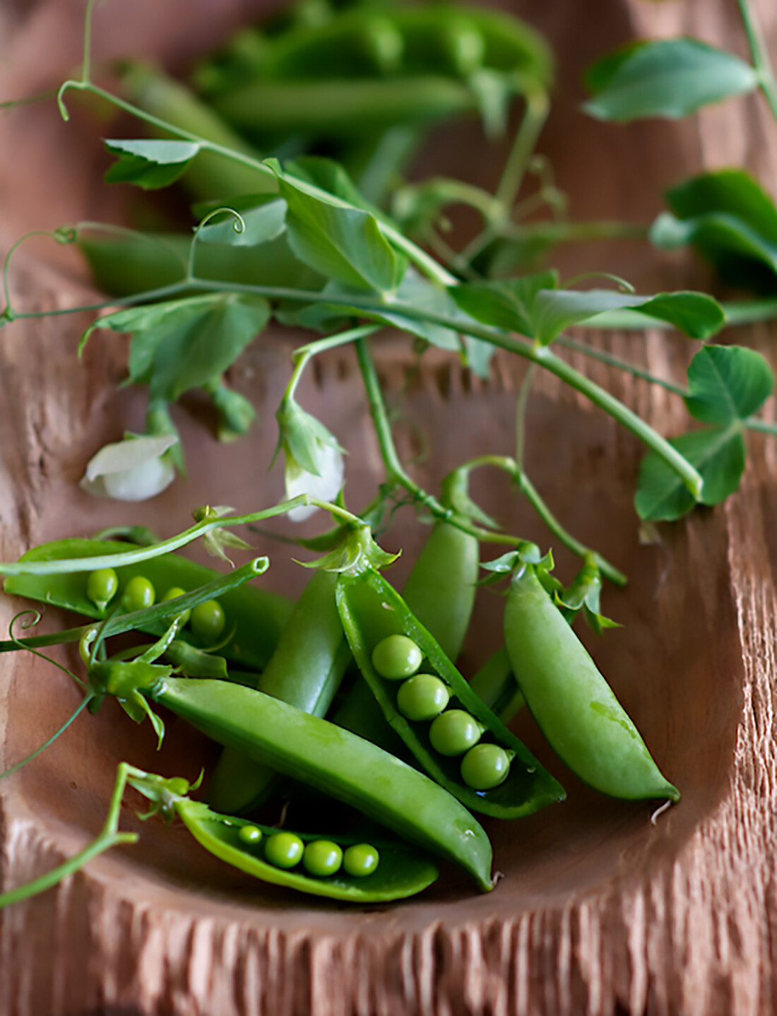 Peas – Sugar Snap – Sugar Ann, Pisum sativum