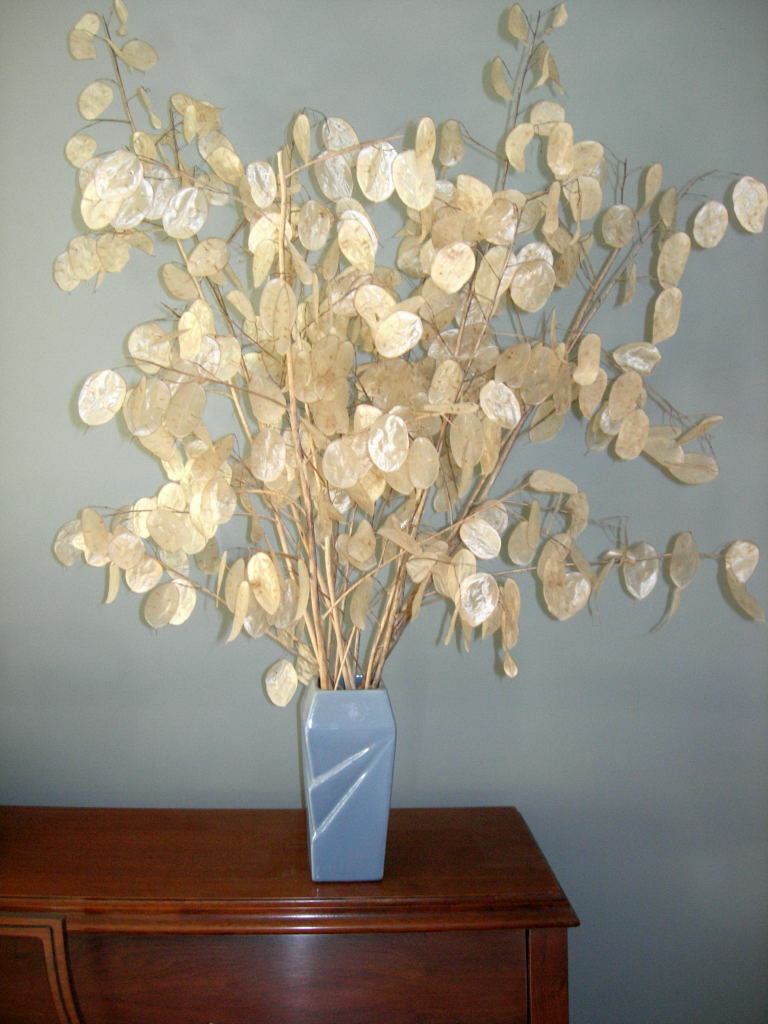 Lunaria ~ Money Plant Seeds