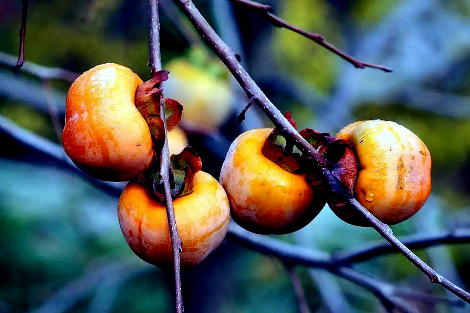 10 DATE PLUM FRUIT TREE SEEDS (Diospyros Lotus) “MEDITERRANEAN PERSIMMON” PLANT