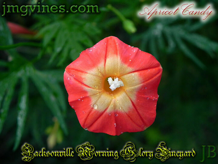 Apricot Candy Ipomoea Sloteri Morning Glory 6 Seeds
