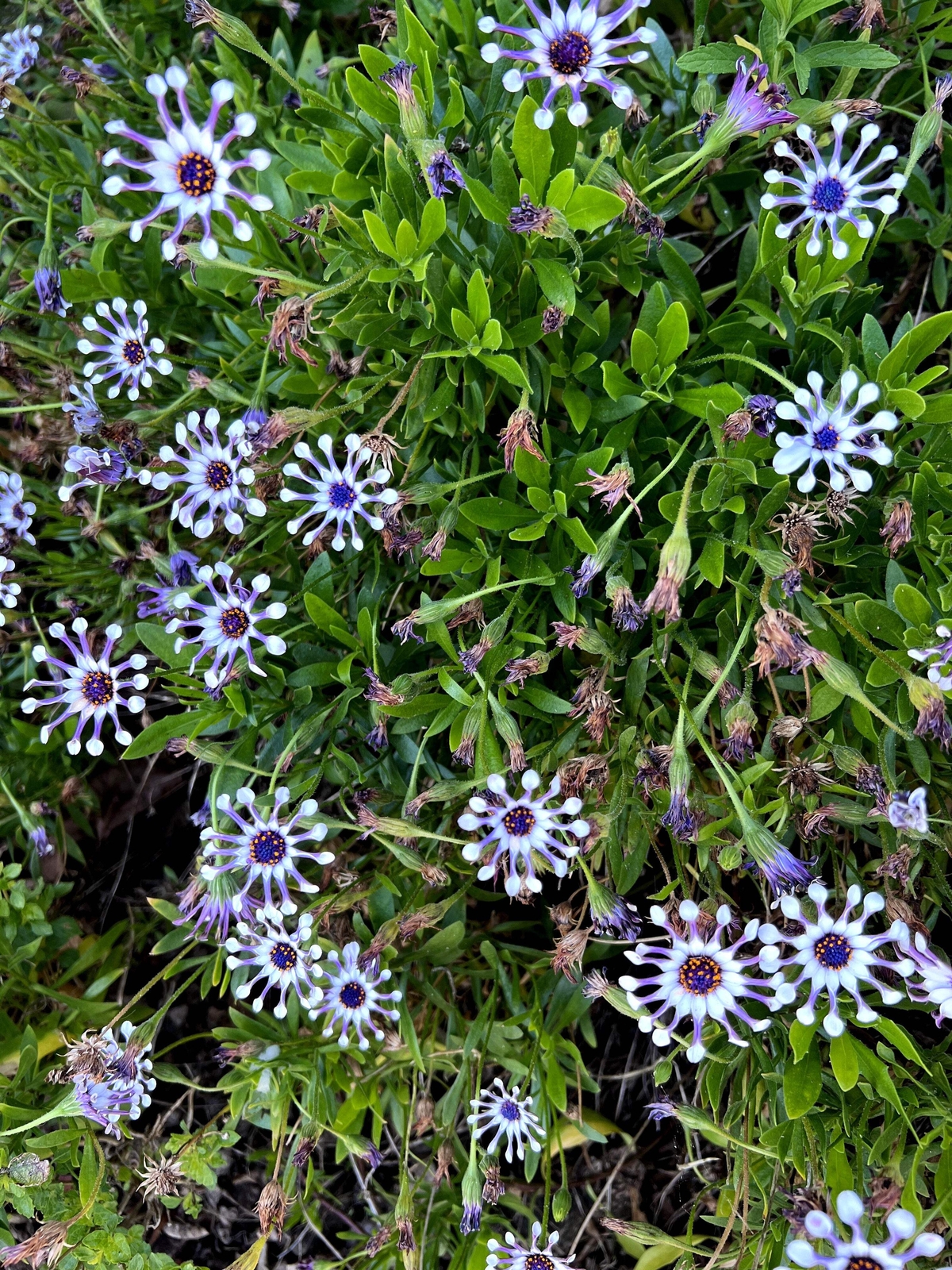 5 WHIRLIGIG OSTEOSPERMUM Fruticosum Pinwheel African Cape Daisy Flower Seeds