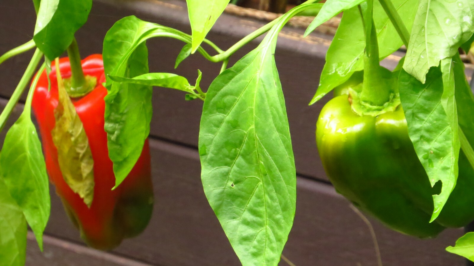 50+ Red, Orange,Yellow & Green Bell Pepper Seeds.US grown seeds.