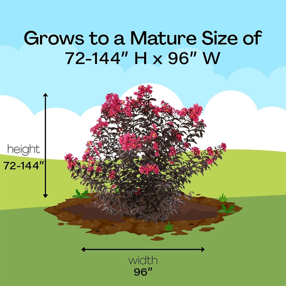 2 Gallon Center Stage Pink Crape Myrtle